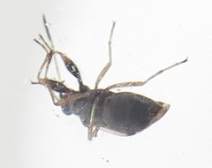 Pseudopachybrachius