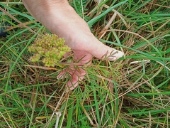 Kadenia dubia