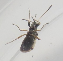 Pseudopachybrachius