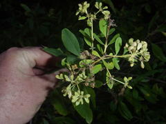 Heteromorpha arborescens arborescens