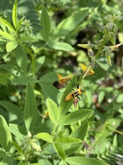 Chauliognathus omissus