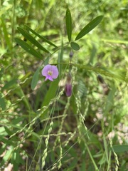 Tephrosia vicioides