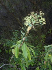 Heteromorpha arborescens arborescens