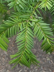 Taxus