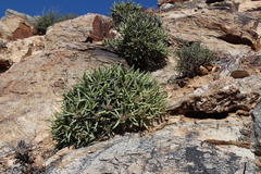 Crassula macowaniana