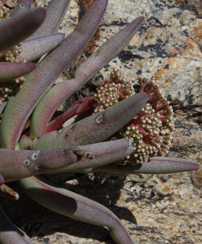 Crassula macowaniana