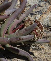 Crassula macowaniana