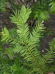 Taxus