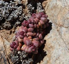 Crassula elegans elegans