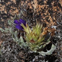 Acanthopsis ludoviciana