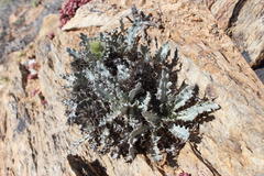 Acanthopsis ludoviciana