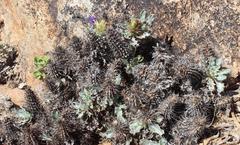 Acanthopsis ludoviciana