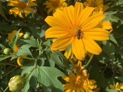 Apis mellifera unicolor