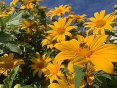 Apis mellifera unicolor