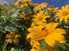 Apis mellifera unicolor