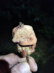 Monilinia fructigena
