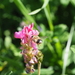 White-tipped Leafcutter Bee - Photo (c) felixf, some rights reserved (CC BY-NC), uploaded by felixf