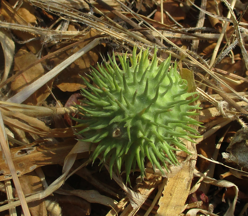 Cucumis anguria var. longaculeatus image