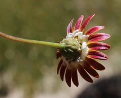 Ursinia pilifera