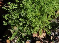 Ursinia pilifera