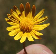 Ursinia pilifera