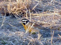 Emberiza flaviventris kalaharica