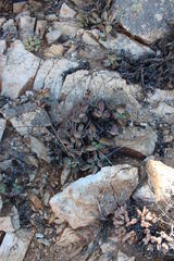 Crassula sericea