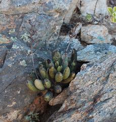 Adromischus marianiae