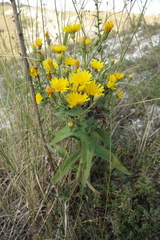 Hieracium virosum
