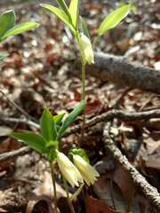 Uvularia puberula