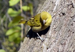 Ploceus intermedius cabanisii