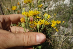 Hieracium virosum