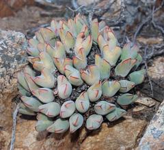Conophytum bilobum
