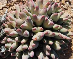 Conophytum bilobum