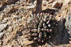 Conophytum bilobum