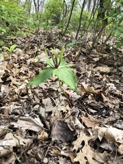 Trillium viridescens