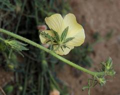 Hibiscus palmatus