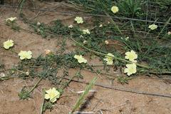 Hibiscus palmatus