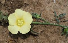 Hibiscus palmatus