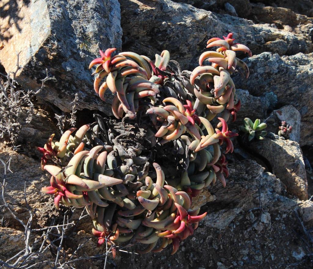 Crassula fusca, Namakwa, ZA-NC, ZA