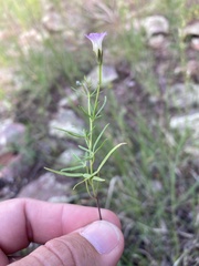 Ipomoea costellata