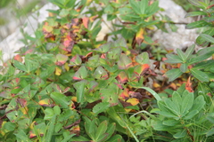 Euphorbia hylonoma
