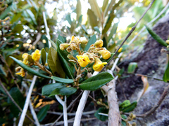 Anastrabe integerrima