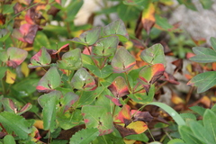 Euphorbia hylonoma