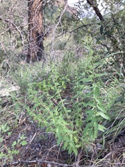 Brickellia brachyphylla