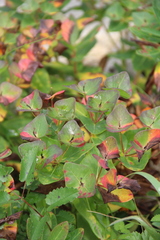 Euphorbia hylonoma