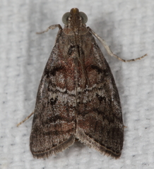 Pococera maritimalis