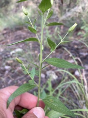 Brickellia brachyphylla