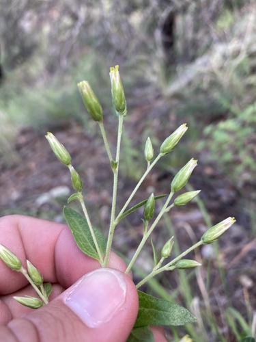 plumed brickellbush (Brickellia brachyphylla)