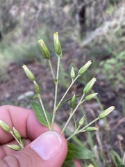 Brickellia brachyphylla